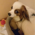 Фото №6 Метис чихуахуа и папийона