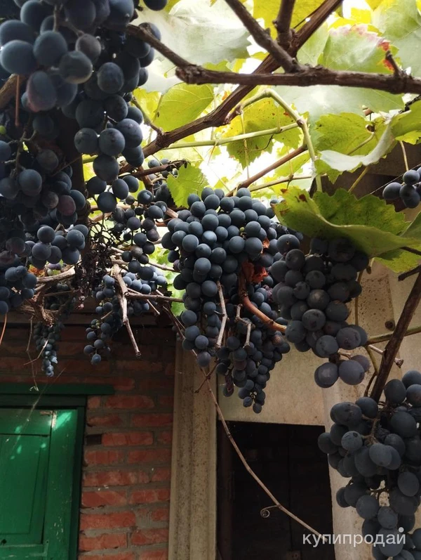 Фото Виноград,оптом .