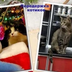 Возьму котика на передержку