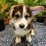 Фото №3 Вельш корги пемброк щенки трёхцветные