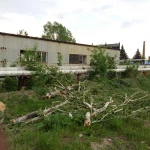 Фото №2 Спил деревьв,благоустройство