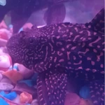 Фото №4 Продам сомов.