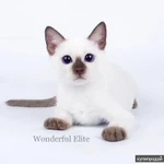 Фото №2 Тайский котенок