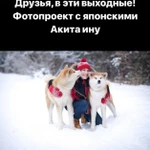 Фотоссесии с акита ину