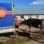 Перевозка животных крс, лошадок, свинюшек