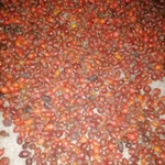 Фото №2 Шиповник лесной горный.