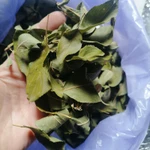 Фото №4 Листья алычи дикой. Цена за 50 грамм.