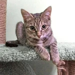 Фото №2 Маленькая королева Кетти в добрые руки