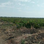 Продажа виноградника в Краснодарском крае.