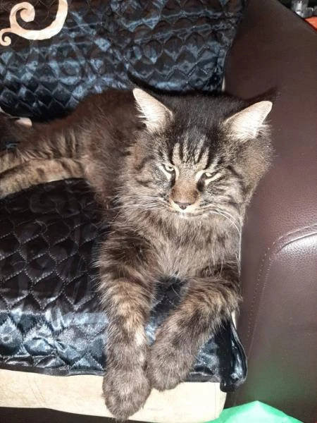 Фото Вязка с Котом Мейн-кун
