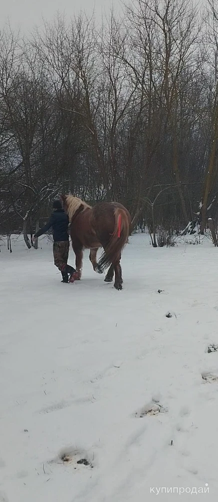 Фото Лошадь тежеловоз