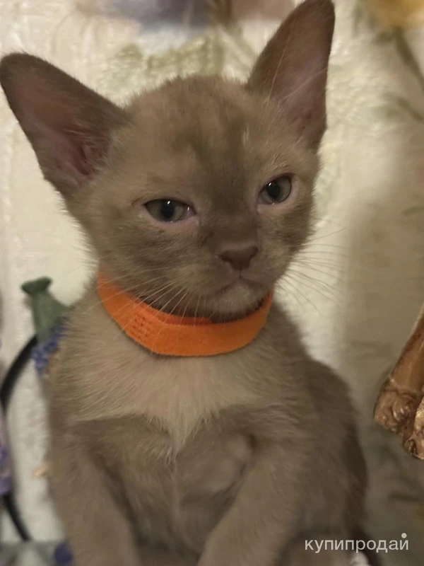 Фото Бурманские котята