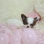 Фото №4 Сказочный мини эльфик-девочка