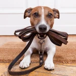 Фото №2 Выгуливать собак