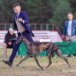 Фото №8 Испанская борзая