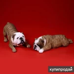 Фото №5 Английский бульдог в: Phicen.Shop