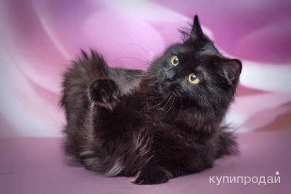 Роскошная пушистая кошка Ночка в добрые руки