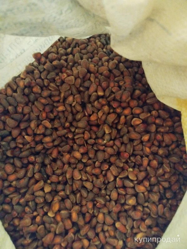 Фото Продам кедровый орех