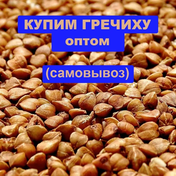Фото Купим гречиху оптом, самовывоз