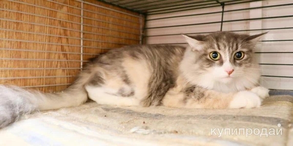 Фото Уютная меховая кошка Жасмин в дар.