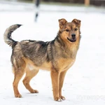 Фото №3 Домашний некрупный песик-подросток Каштан в добрые руки