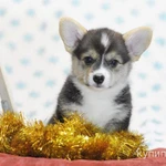 Фото №3 Щенки вельш корги пемброк