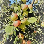 Фото №11 Дом 360 м2