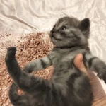 Фото №2 Шотландские котята♥️