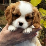 Фото №8 Шикарные породные девочки❤️