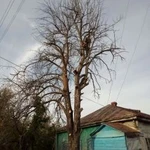 Фото №3 Спил деревьев любой сложности