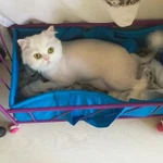 Фото №8 Стрижка кошек - гигиена животных