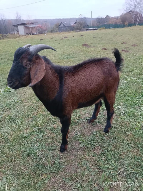 Фото Козлик Нубийской породы