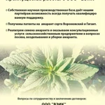 Фото №3 Амарантовое масло премиум качества с содержание сквалена 6%