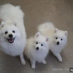 Фото №4 Белый шпиц Щенки японского шпица