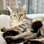 Фото №2 Необыкновенно яркий котик Шелдон в добрые руки