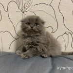 Фото №6 Котята британские