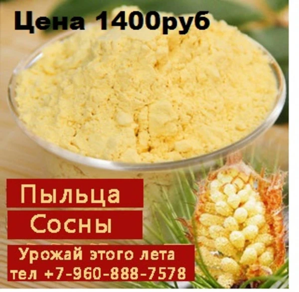 Фото Пыльца сосны, лучший продукт долголетия