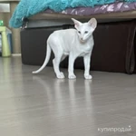Фото №5 Продаю прекрасных ориентальных котят