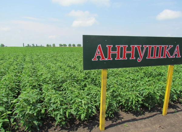 Фото Лучший сорт сои СНГ "Аннушка" элита