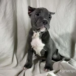 Фото №6 Продам щенков Американской булли