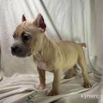 Фото №7 Продам щенков Американской булли