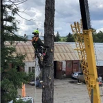 Профессиональное спиливание деревьев любой сложнос