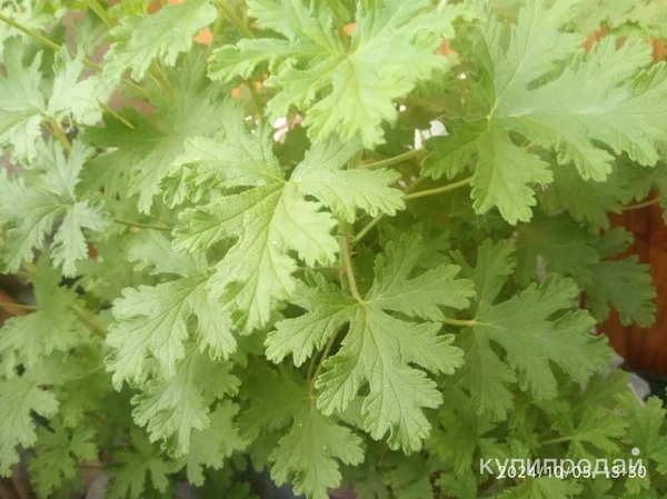 Фото Герань душистая