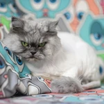 Фото №3 Стрижка кошек без седации
