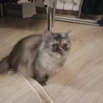 Фото №2 Вязка кота