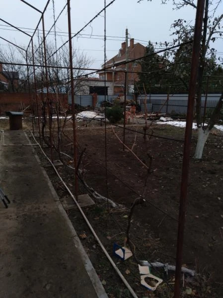 Фото Обрезка винограда