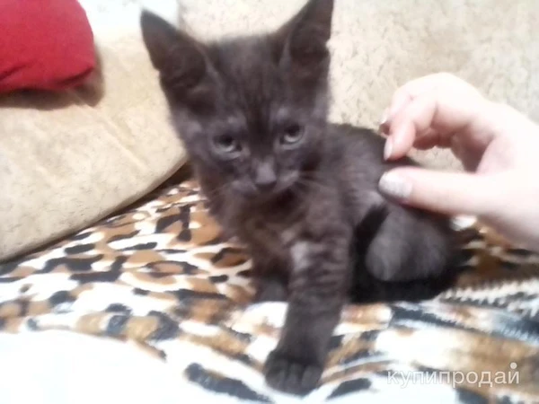 Фото Номер телефона 89272649618