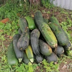 Фото №6 Тыквы. Кабачки