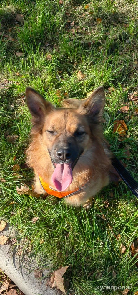 Фото Маленькое Чудо ищет дом