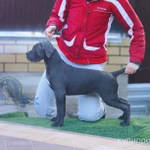 Фото №4 Щенки кане корсо от Чемпиона